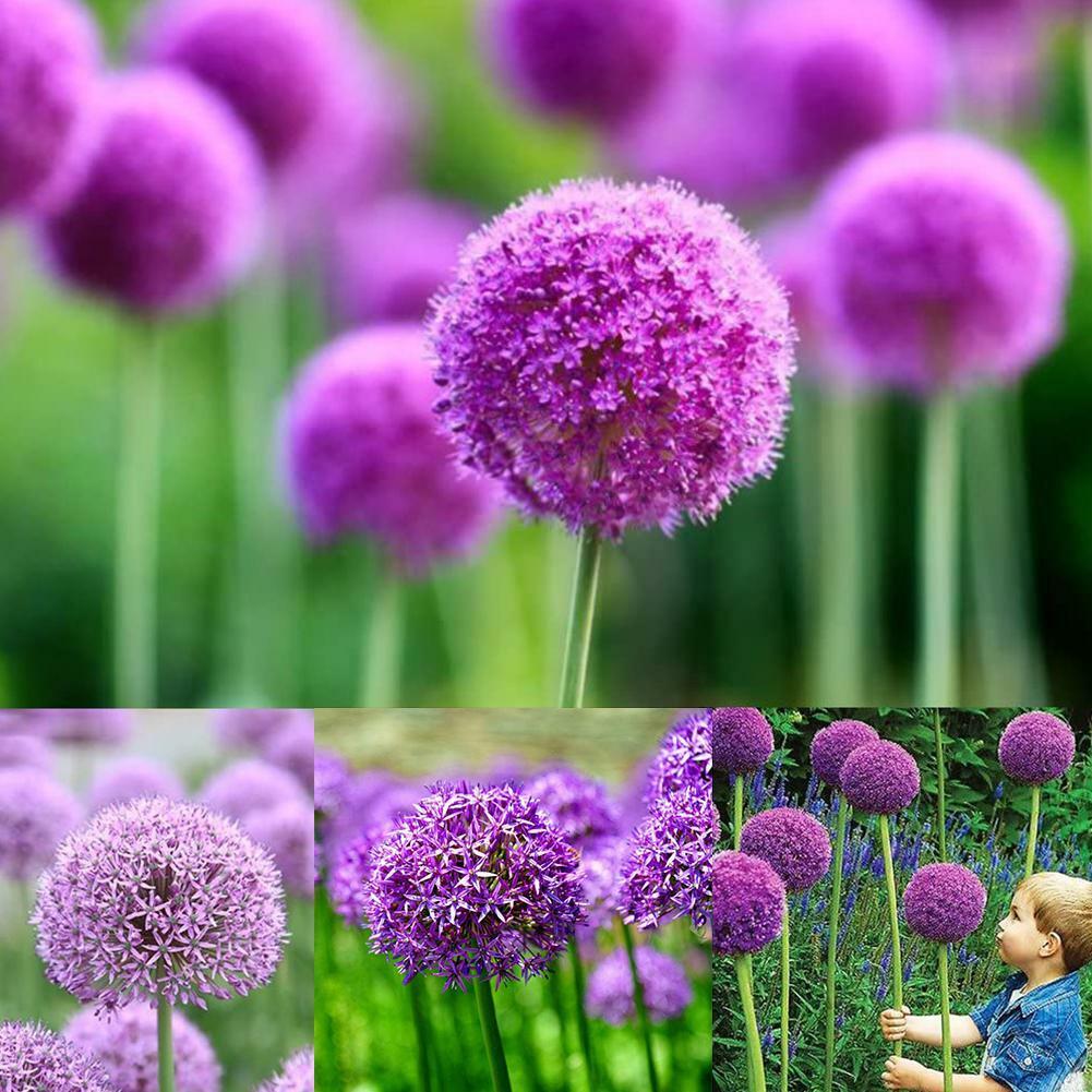 100pcs purple giant Allium giganteum flower seeds garden plant decor