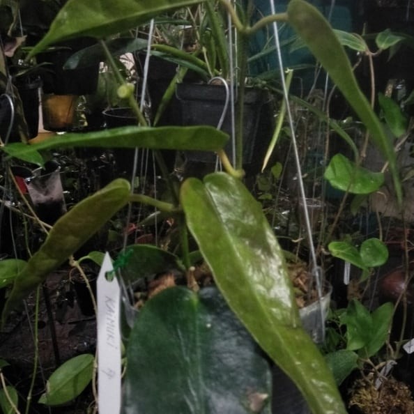 Hoya Kaimuki Sp Papua Rare Tropical Wax Plant
