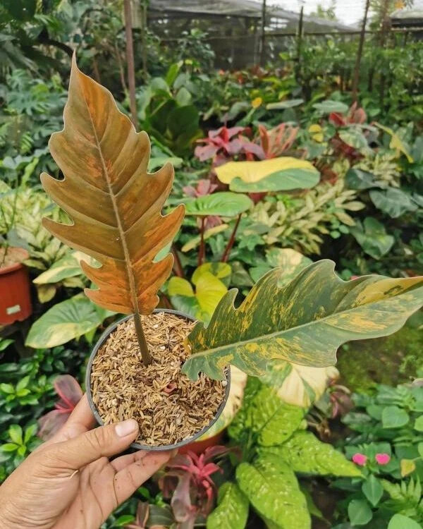 Philodendron Caramel Marble Variegated 1-2leaf + phitosanitary