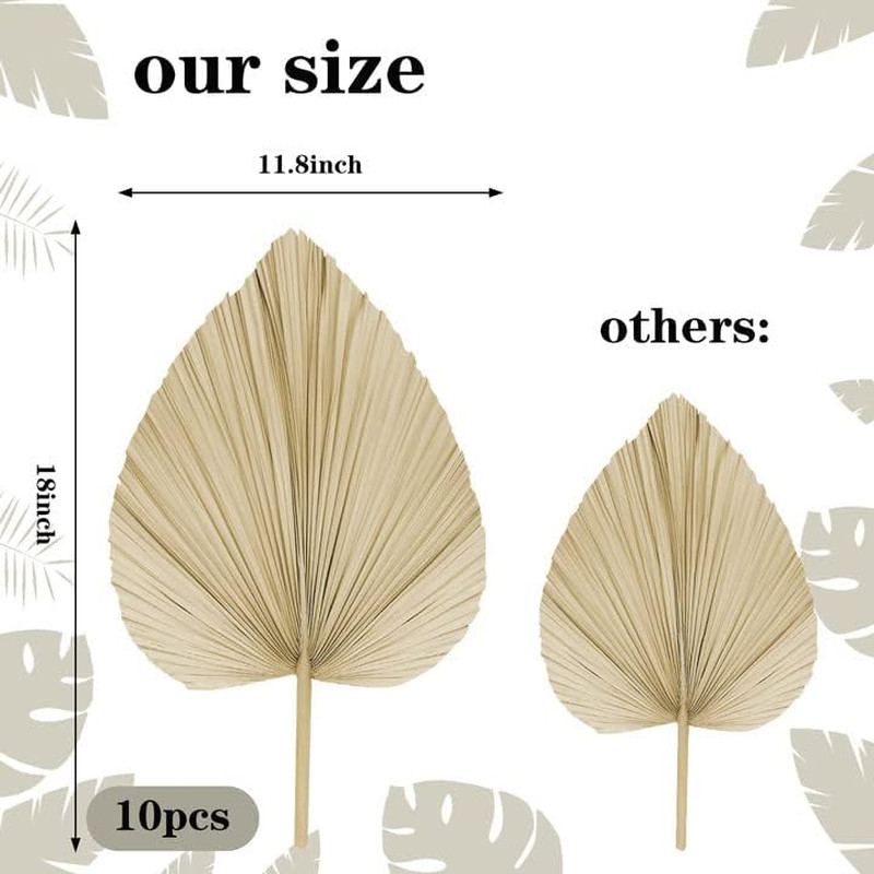 10 Large Bulk Boho Dried Palm Leaves, Fans with Stem, Natural Tropical Palm Flow