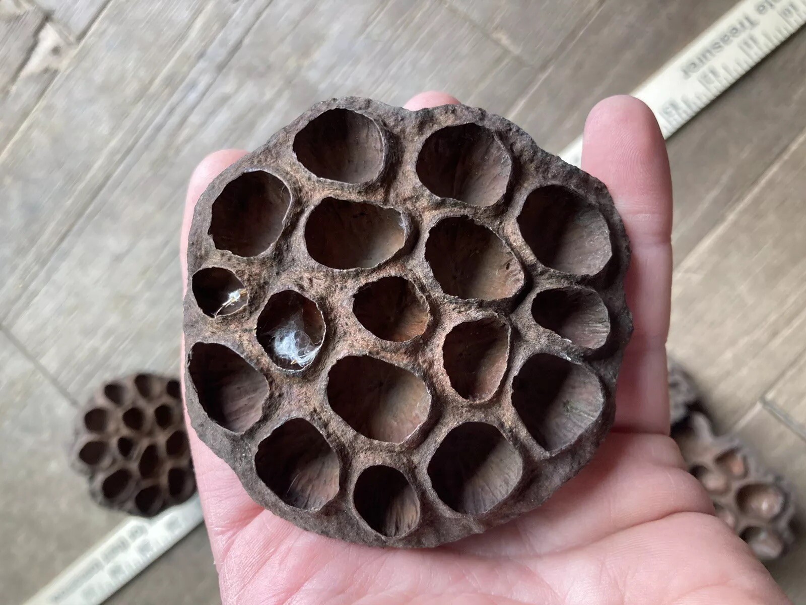 5 Dried Lotus Seed Pod Heads 3” Florist Wreath Decor Aquarium Habitat From USA