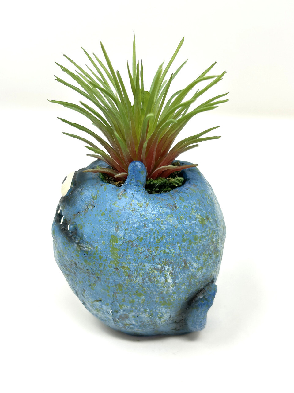 4 in. Potted Blue Monster MURPHY Blob House Mini pot WITH faux Ionantha Air plan