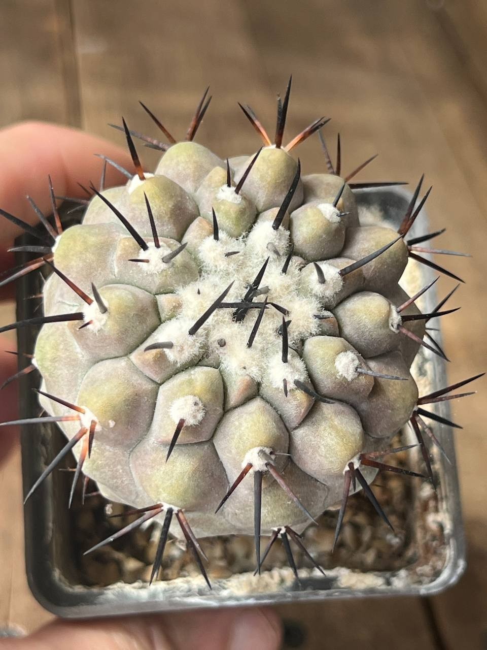 A44-1648 Copiapoa cinerea, HR1032, La Quinta, Ant, grafted