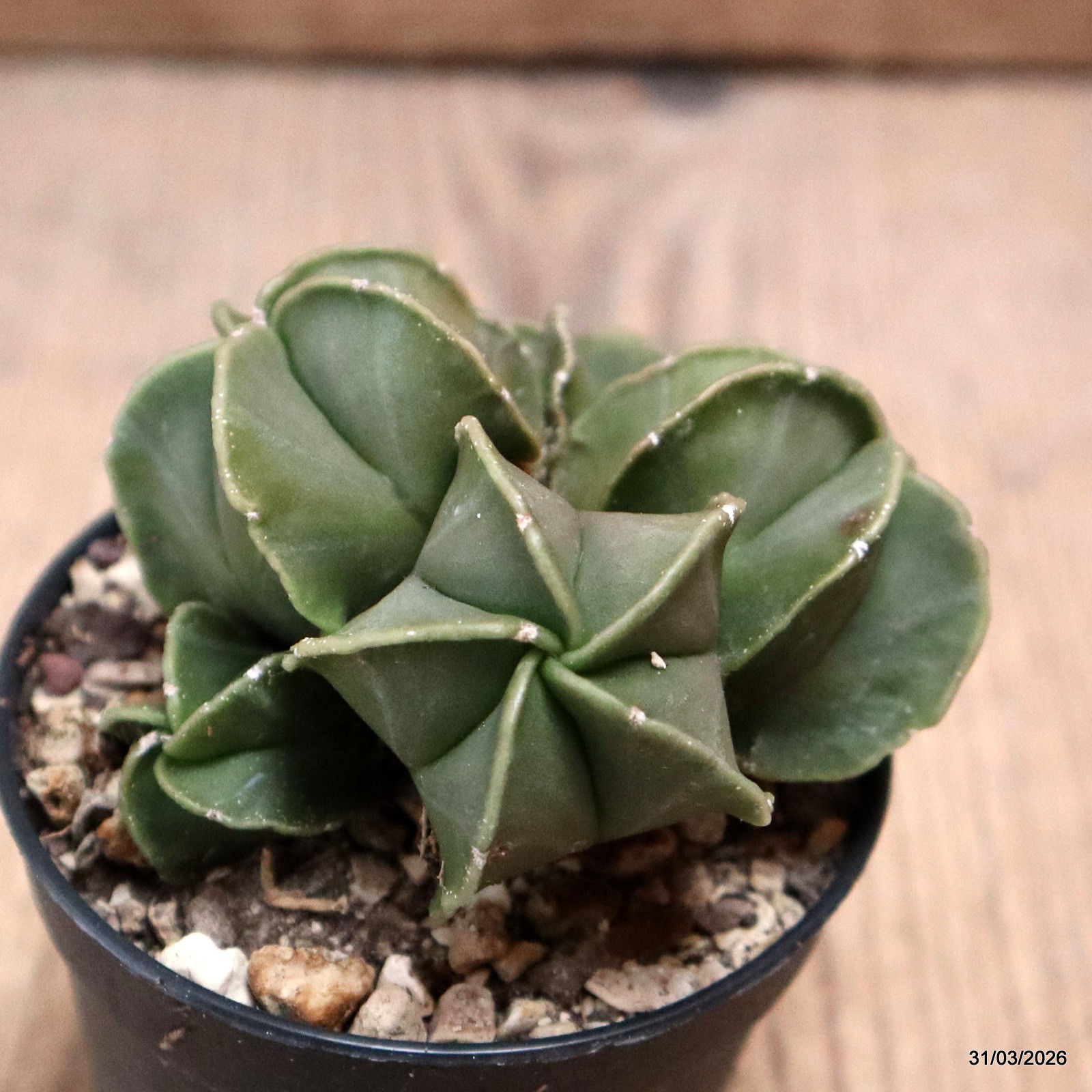 D8095 ASTROPHYTUM MYRIOSTIGMA NUDUM pot6,5-H5-W7 cm MaMa Cactus