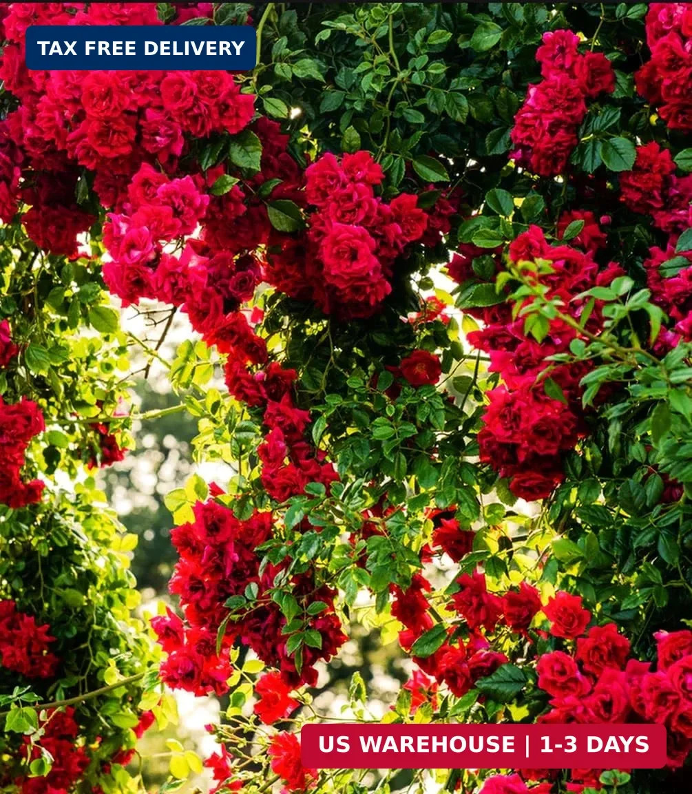 100+ Red Climbing Rose Seeds Ornamental Rosa Bush Vine Climber Long-Blooming