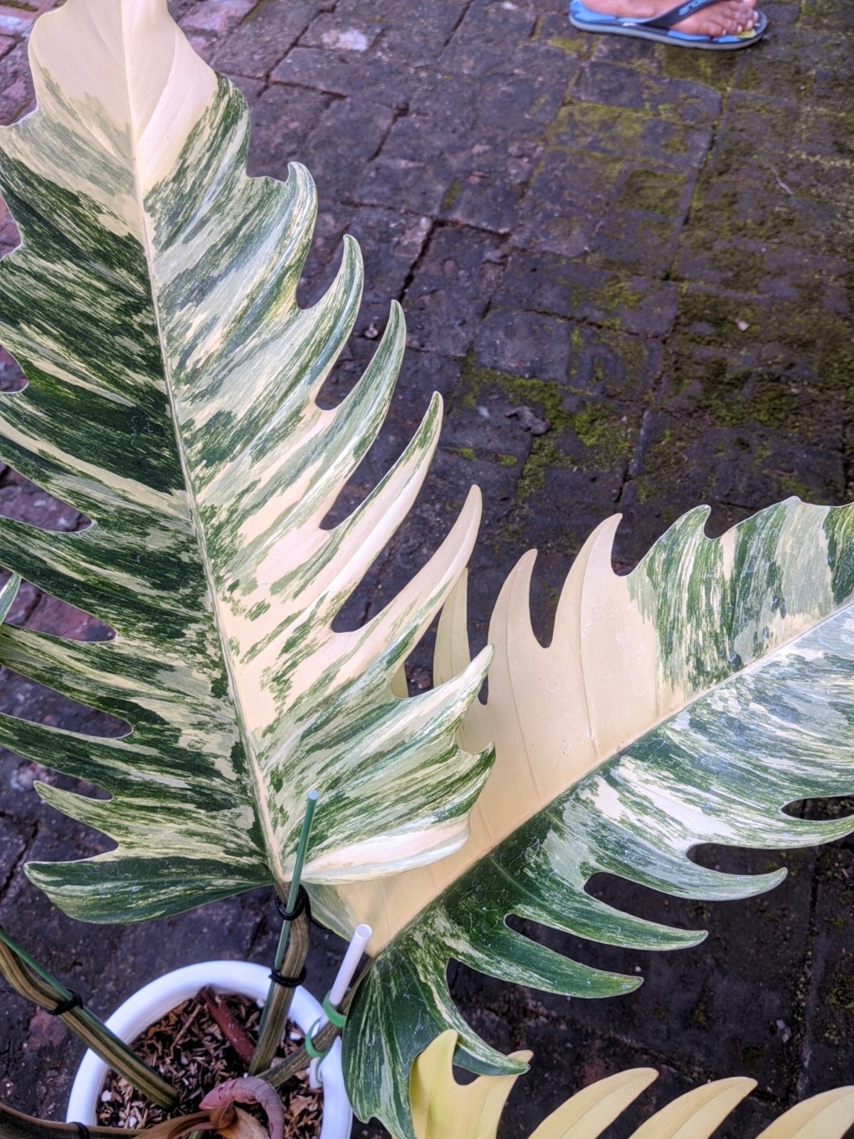 Philodendron Caramel Marble Variegated Real Picture Large Size Free Phito