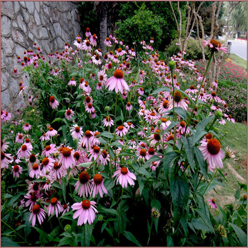 200Pcs Lovely Timeless Heirloom Organic Purple Echinacea Coneflower Seeds