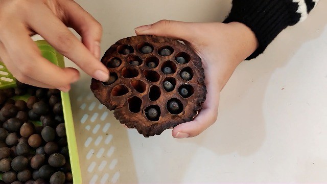 10PCS Dried Brown Lotus Pods – Natural Decor, No Seeds or Stems, 8-10CM