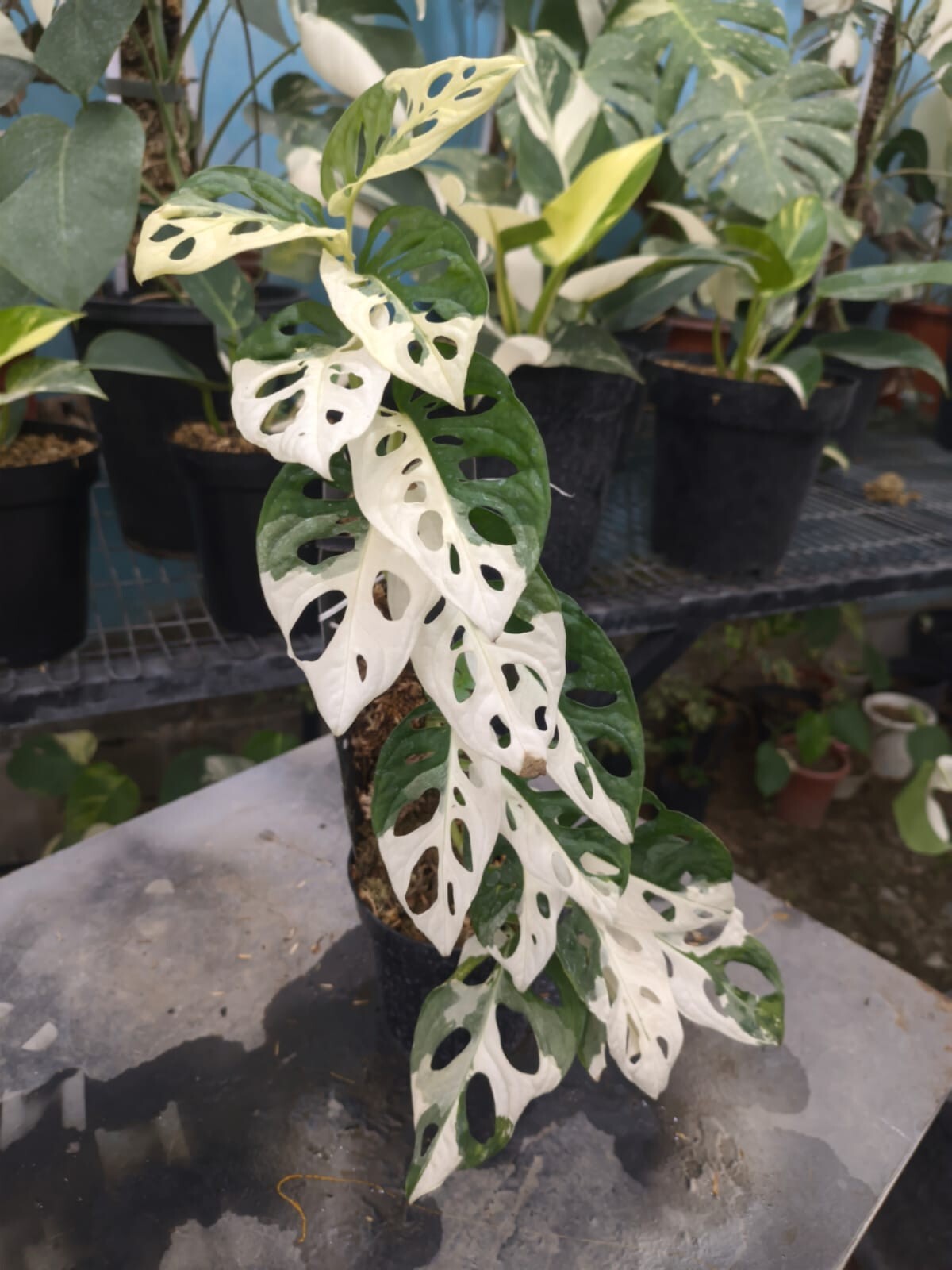 Real Pick Monstera Adansonii Japan Variegated Lush Leaves