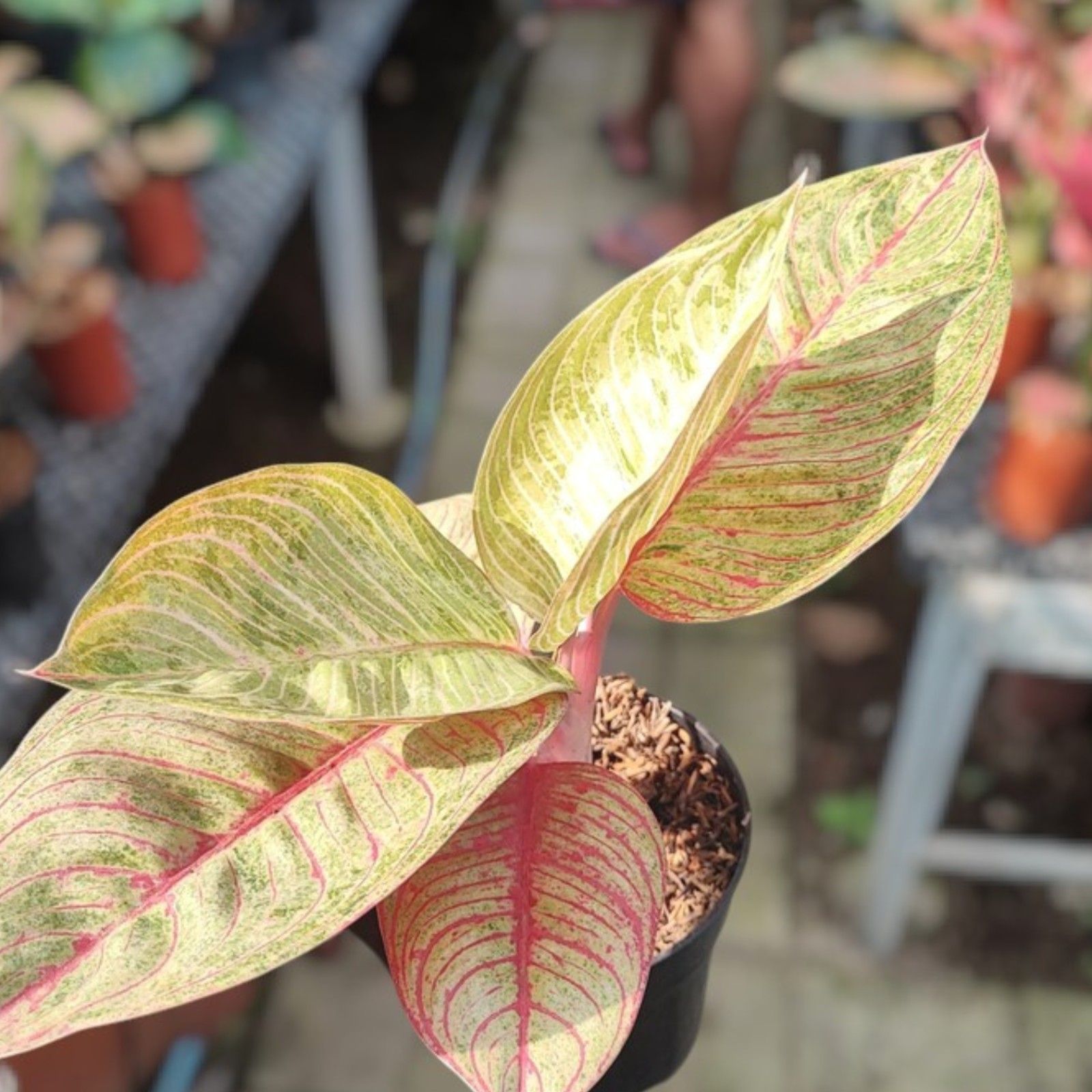 Aglaonema Dewi Hughes Ornamental Plant