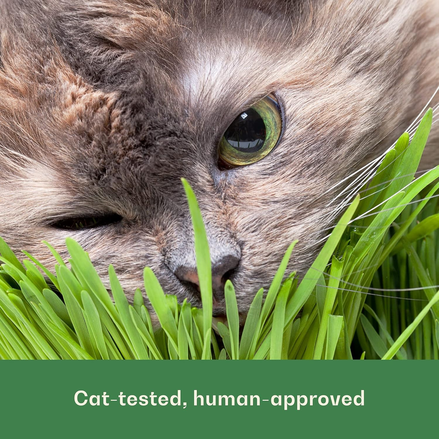 Rose & Branch Organic Wheat Grass Seeds for Indoor Cats – Cat Grass Seeds – 16