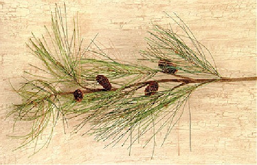 New Primitive Farmhouse Christmas WHISPY LONG NEEDLE SPRAY Stem Vine Swag
