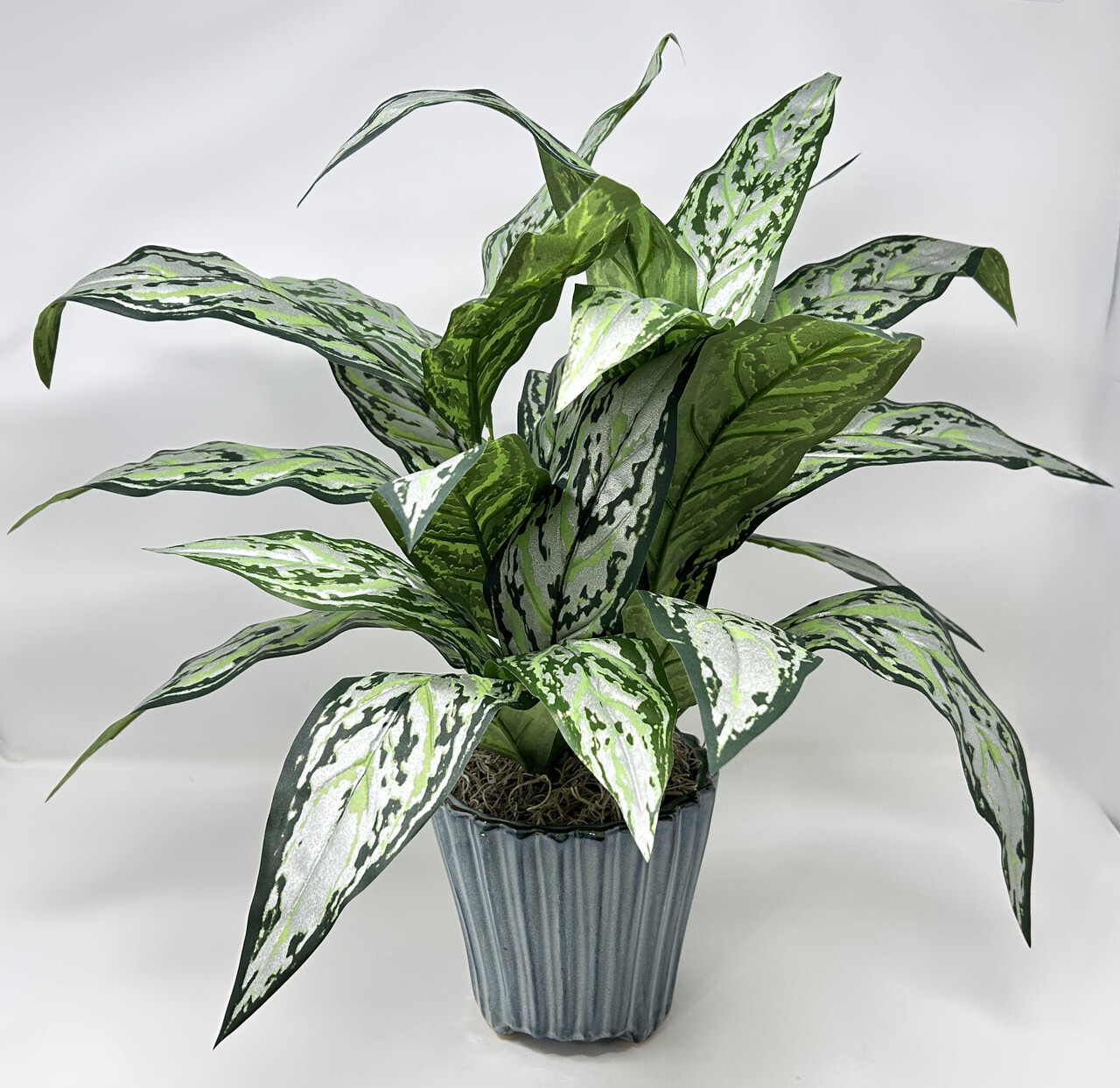 19″ Large SILVER QUEEN AGLAONEMA artificial silk Sword plant, 5.5″ Blue Ceramic