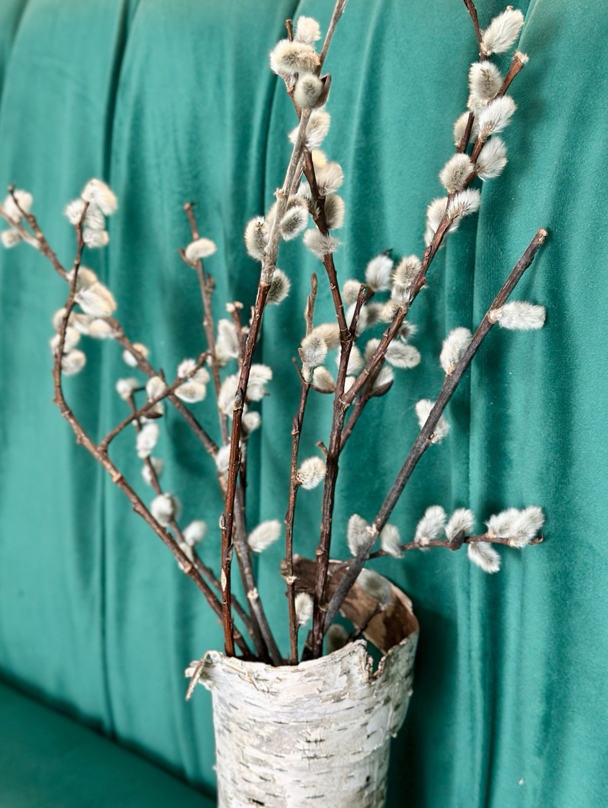 Real dried Pussy Willow Spring Flowers length 12-16” – 6 Stems Natural decor