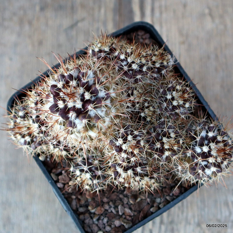 A1925 MAMMILLARIA SPINOSISSIMA MONSTER pot10 H11-W13 cm MaMa Cactus