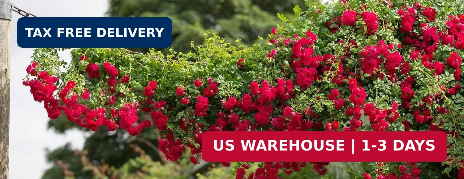 100+ Red Climbing Rose Seeds Ornamental Rosa Bush Vine Climber Long-Blooming