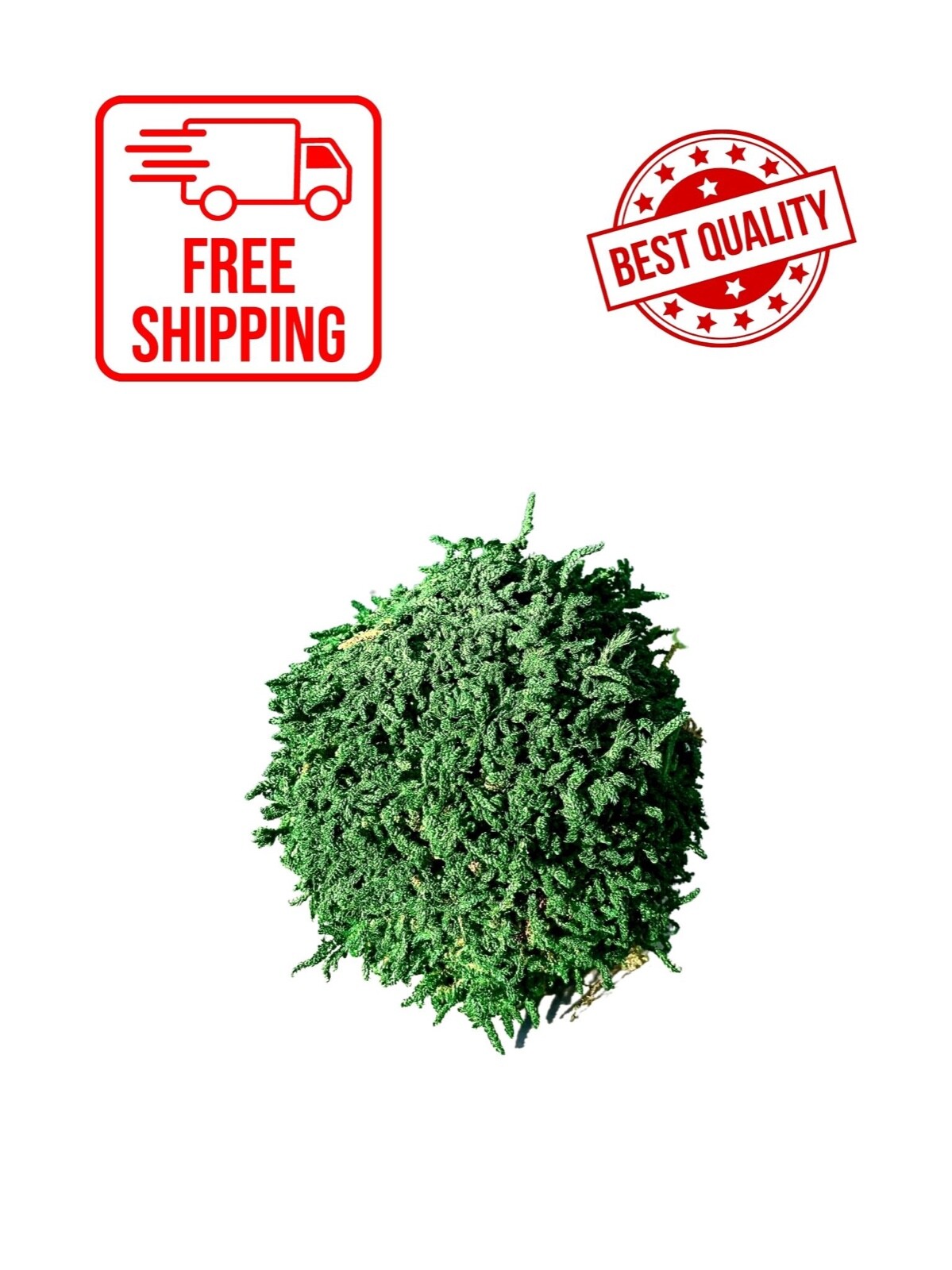 Handmade Green Ball Preserved Moss Nature Art 3 inches Decoration Ball