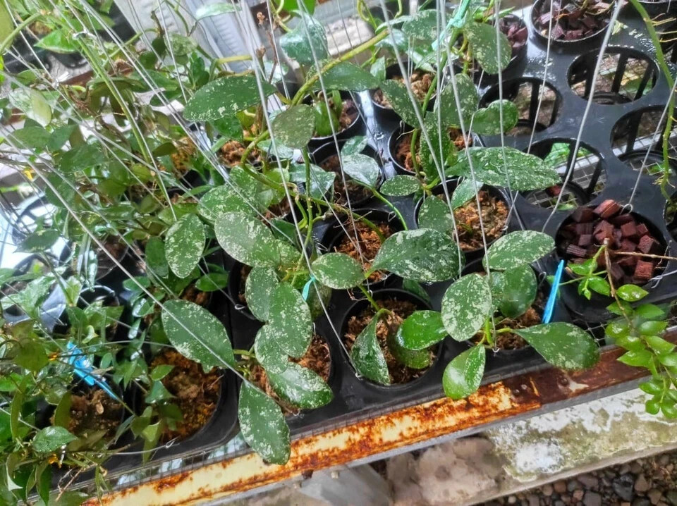 Wholesale or retail Hoya Waymaniae Splash