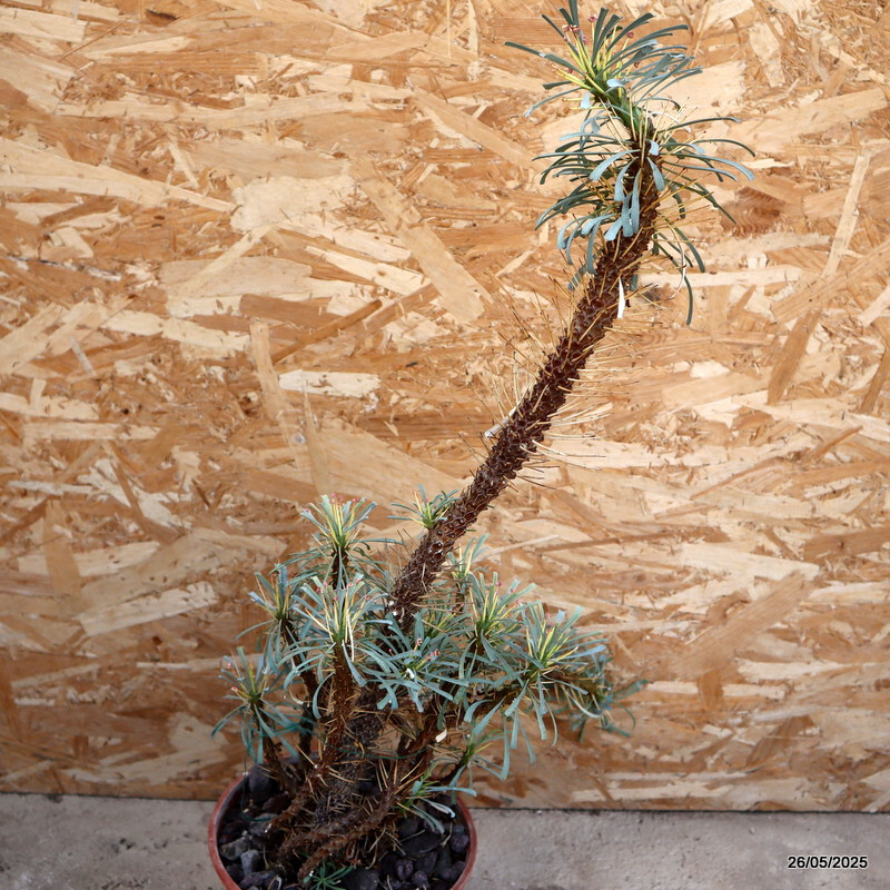 D2958 EUPHORBIA MULTIFOLIA pot20-H63-W26 cm MaMa Cactus