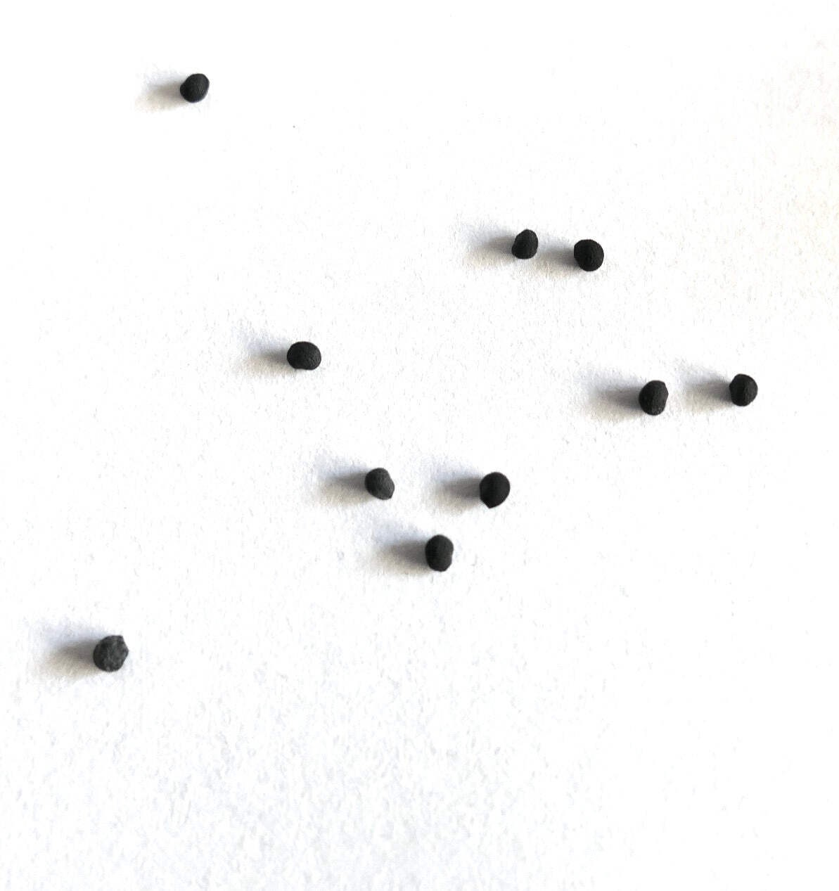 Echinocereus delaetii SEEDS – Rare Cactus SEEDS