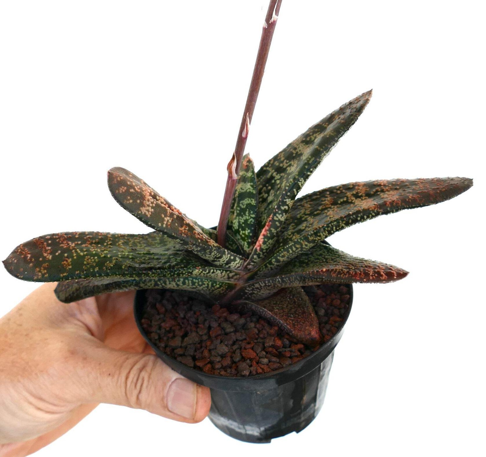Gasteria batesiana (Limpopo clone) EX SPECKS – Cow tongue plant | Lawyer’s tongu