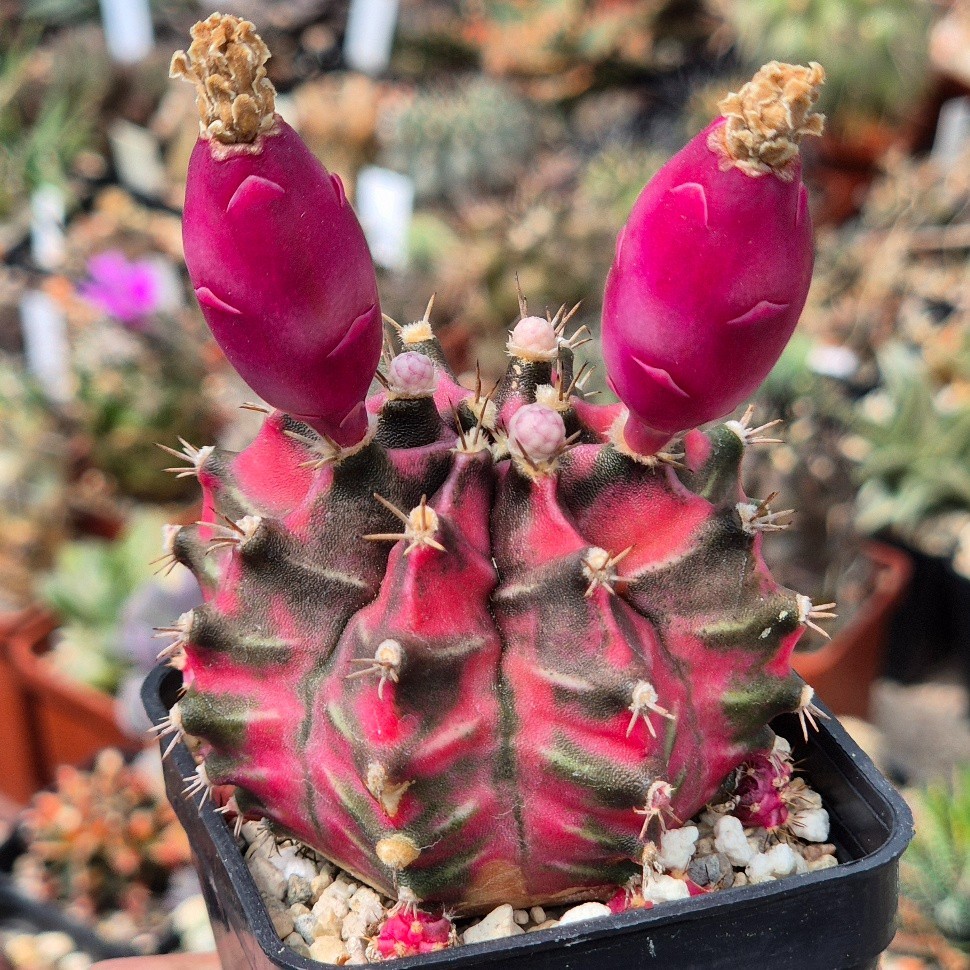 Gymnocalycium mihanovichii ‘Pink Diamond’ hybrid 20seeds harvest 2025