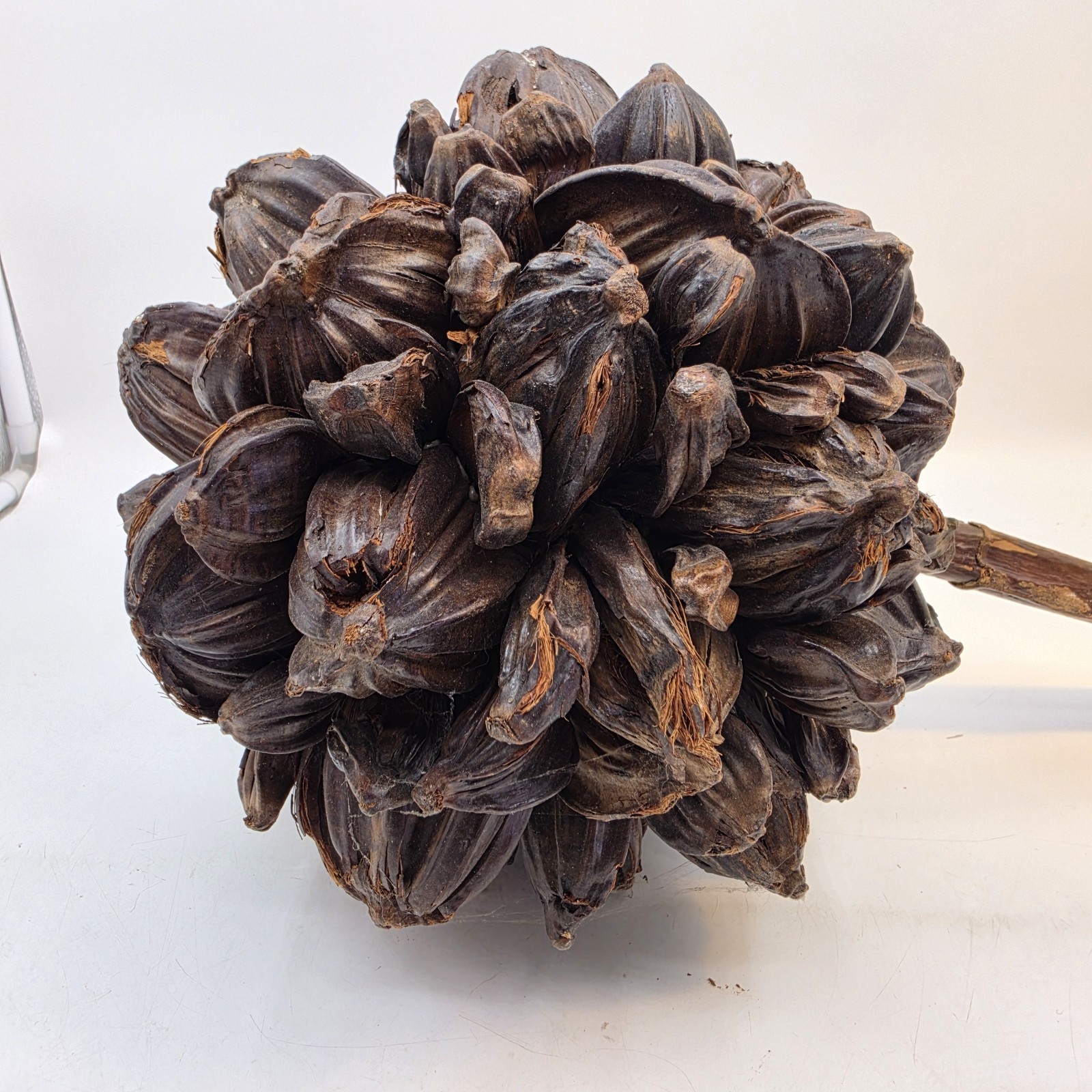 Vietnamese Water Coconut Nipa Palm Fruit Cluster Seed Pod Nypa Fruticans HTF US