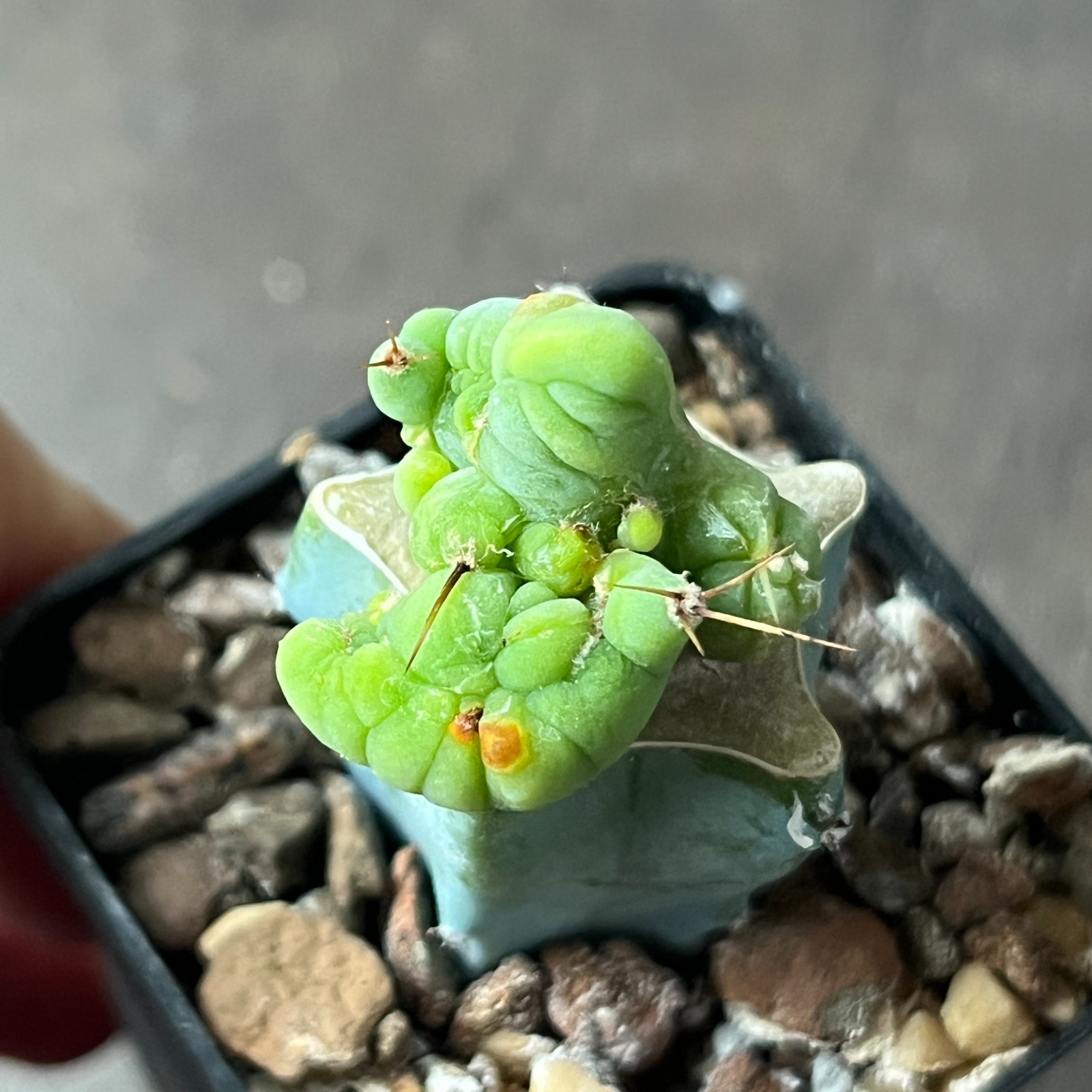 A14-1699 famous cactus f. monstrosa 2 pieces (Grafted)