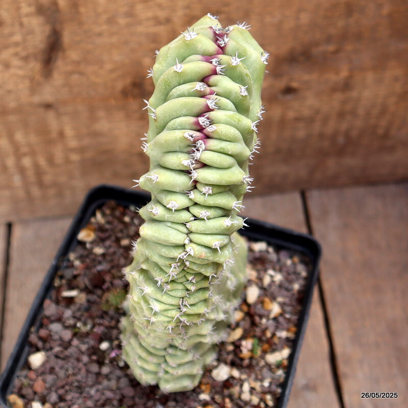 D4380 LOPHOCEREUS SCHOTTII CRESTED pot14-H22-W11 cm MaMa Cactus