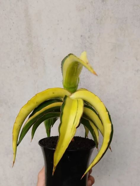 Sansevieria Powysii Variegated Size Big Rare Uniqe Snake Plant