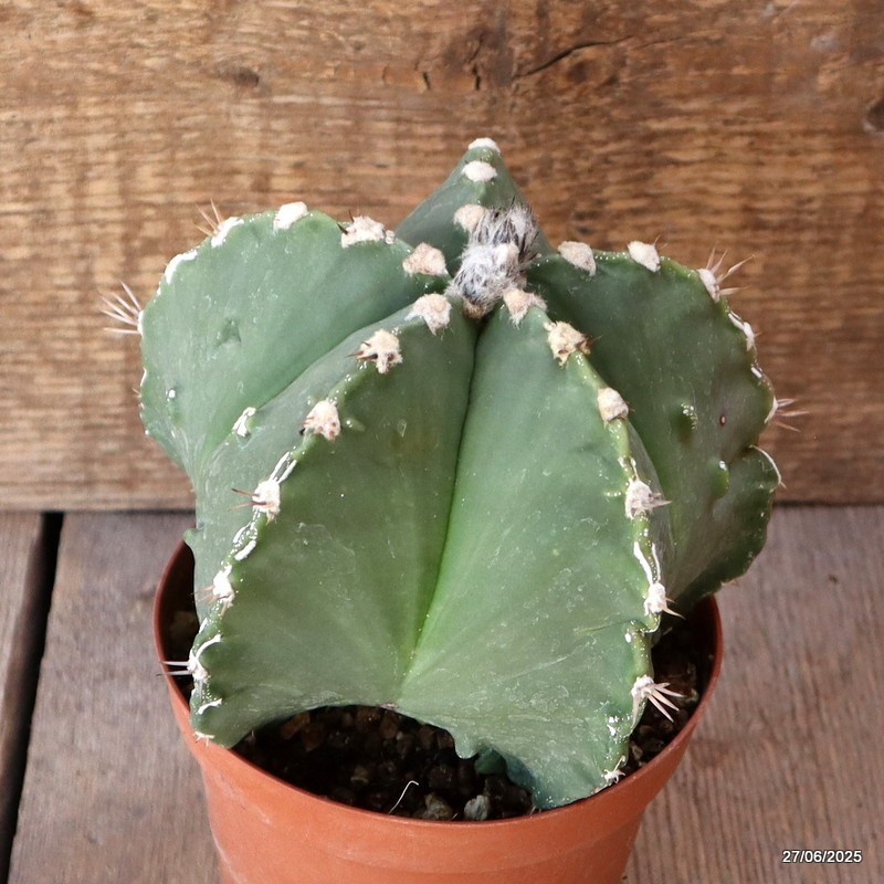 D4910 ASTROPHYTUM MYRIOSTIGMA NUDUM FUKURYU pot12-H12-W15 cm MaMa Cactus