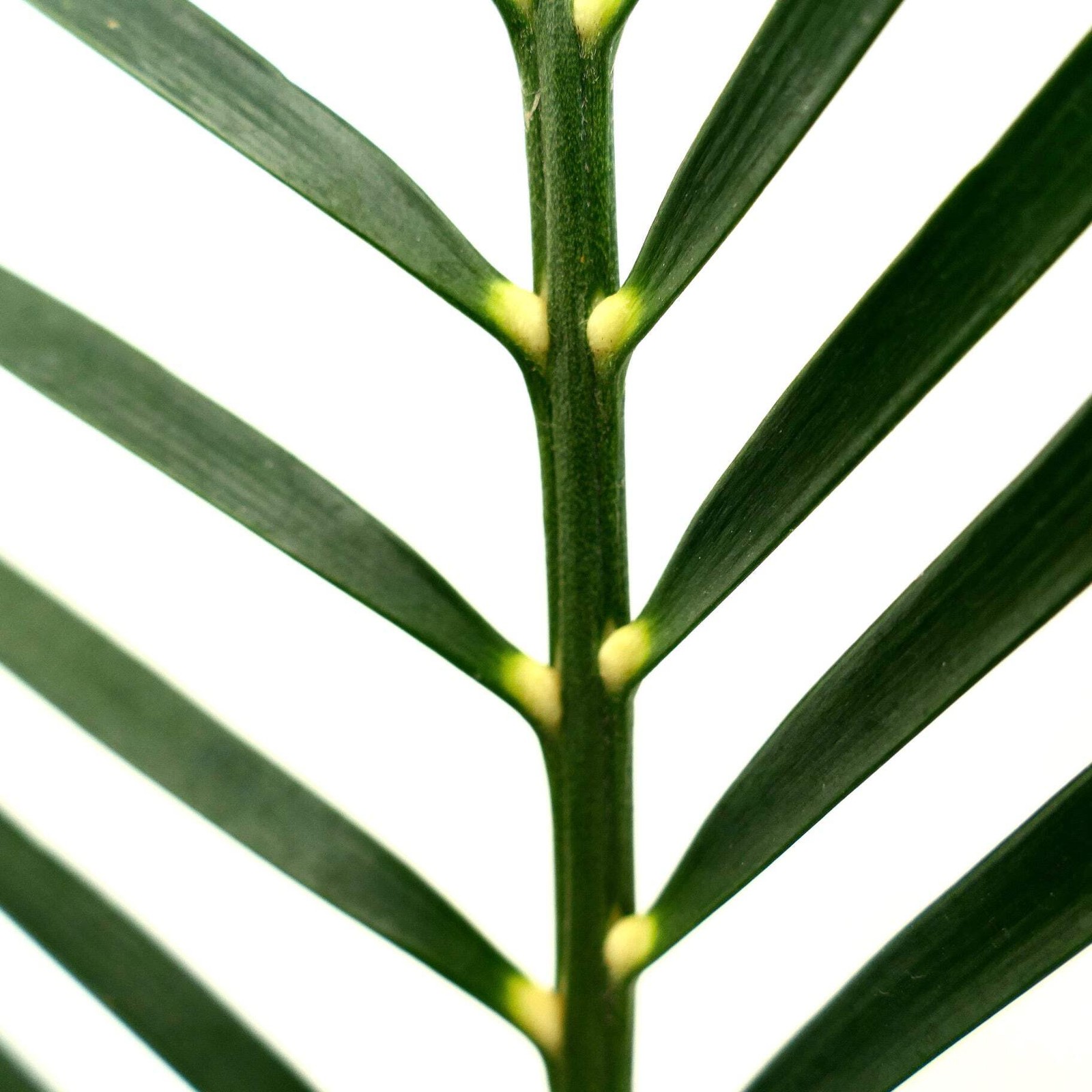 Macrozamia mountperriensis (Mount Perry, Quuensland, AUSTRALIA) – Mount Perry cy