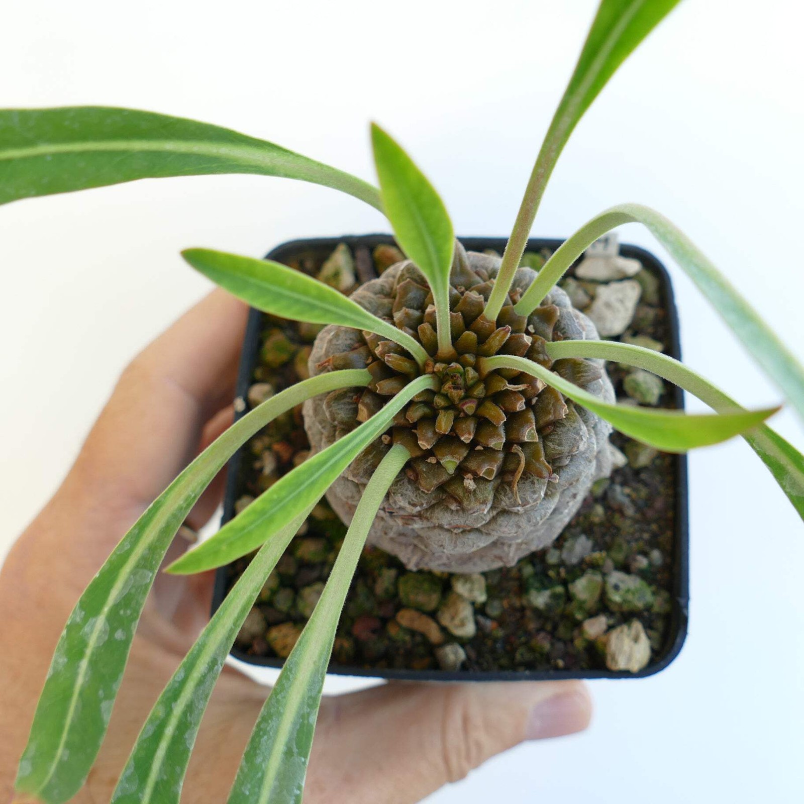 Euphorbia bupleurifolia BIG MALE specimen – Pine cone plant | Sceptre plant