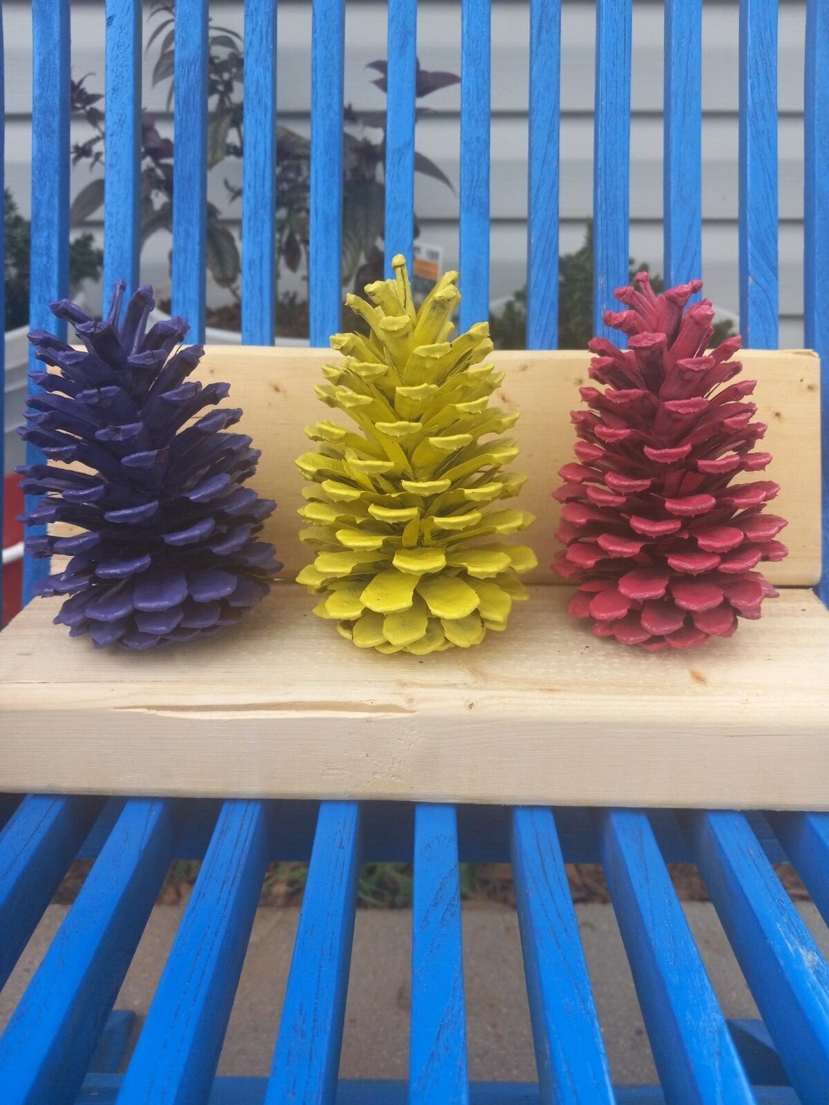 Hand painted pinecones,  various colors.  Set of 6 or 12. Fun holiday decor.