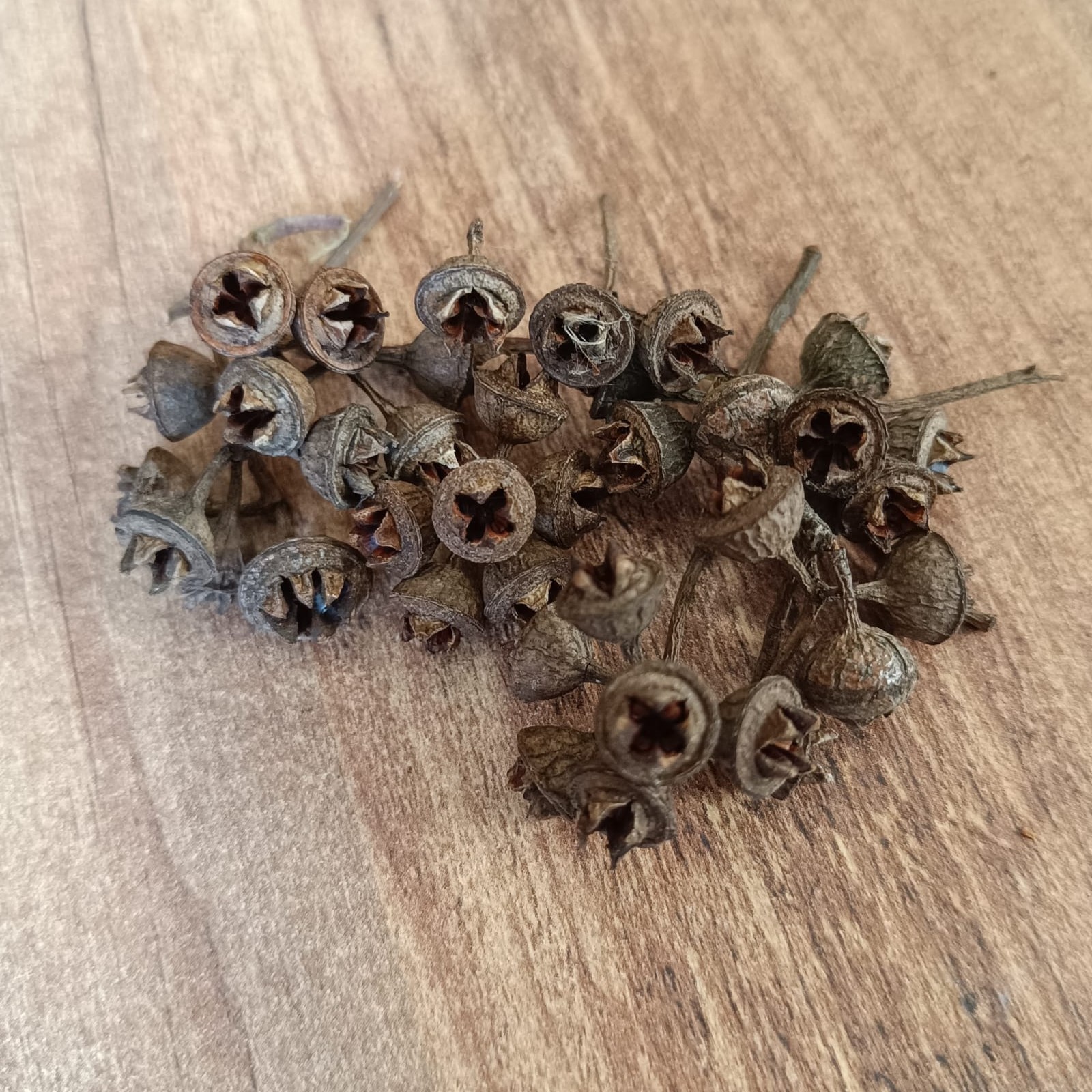 50 Pcs Dried Eucalyptus Seed Pods Natural Eucalyptus Capsules Craft Decor