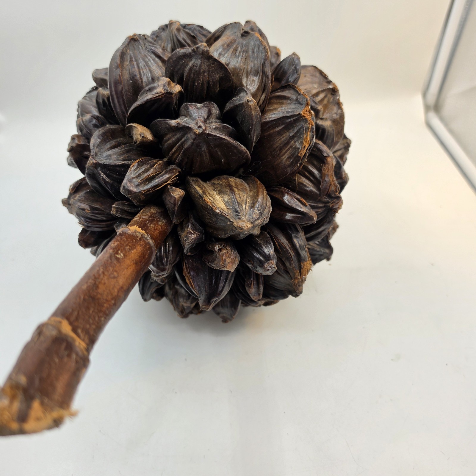 Vietnamese Water Coconut Nipa Palm Fruit Cluster Seed Pod Nypa Fruticans HTF US