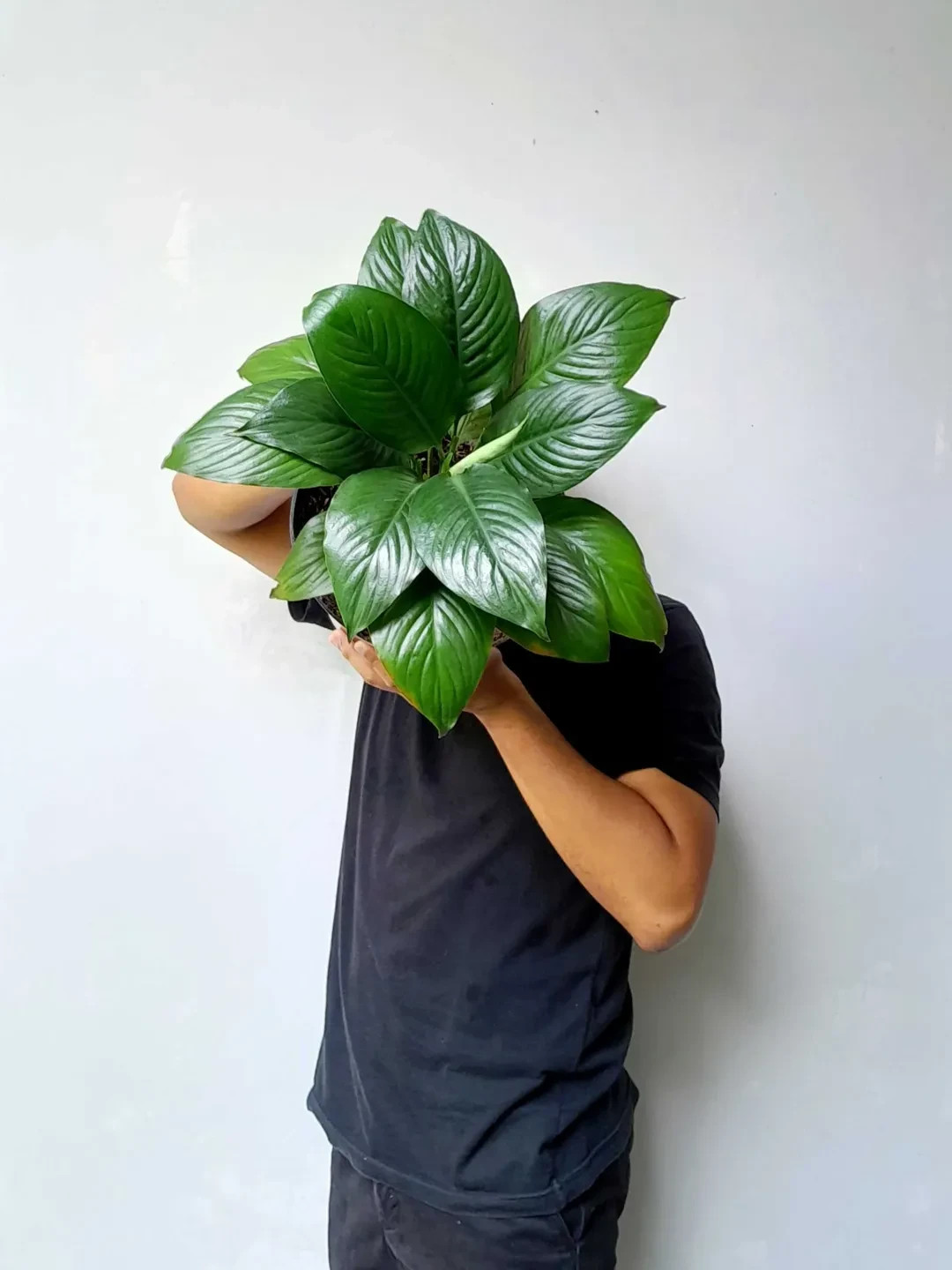 Sphatypillum Sensation Manaloa Real Picture Large Size Green Beauty