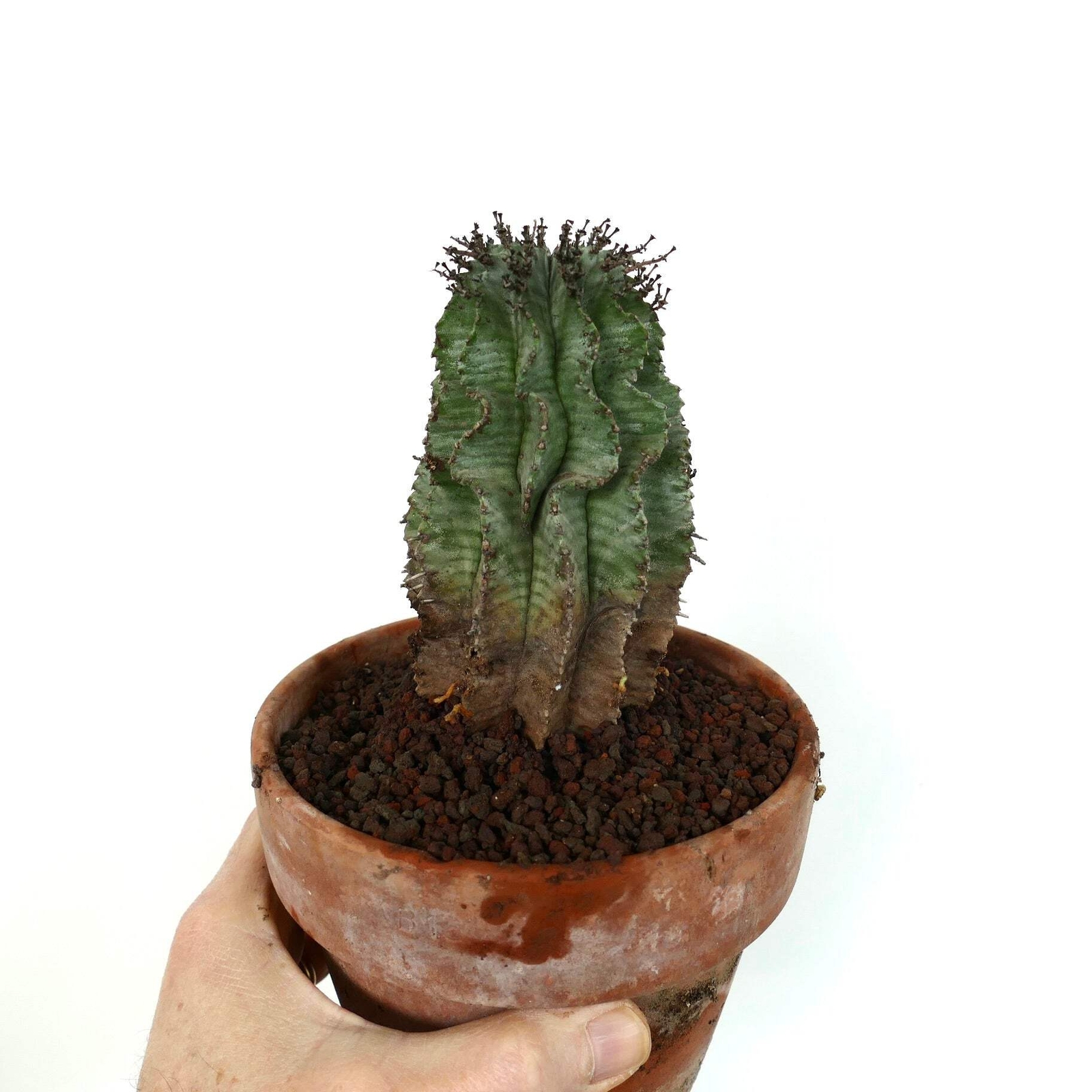 Euphorbia horrida BLACK SPINES – African Milk Barrel | Milk Barrel Cactus
