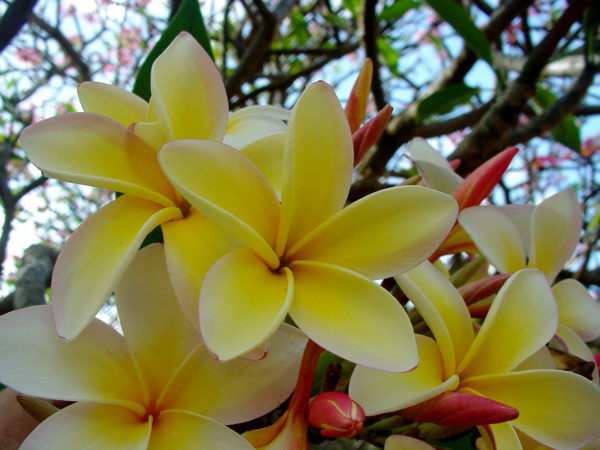 HAWAIIAN YELLOW PLUMERIA FRANGIPANI PLANT CUTTING – 9 – 12 IN. LONG UNROOTED