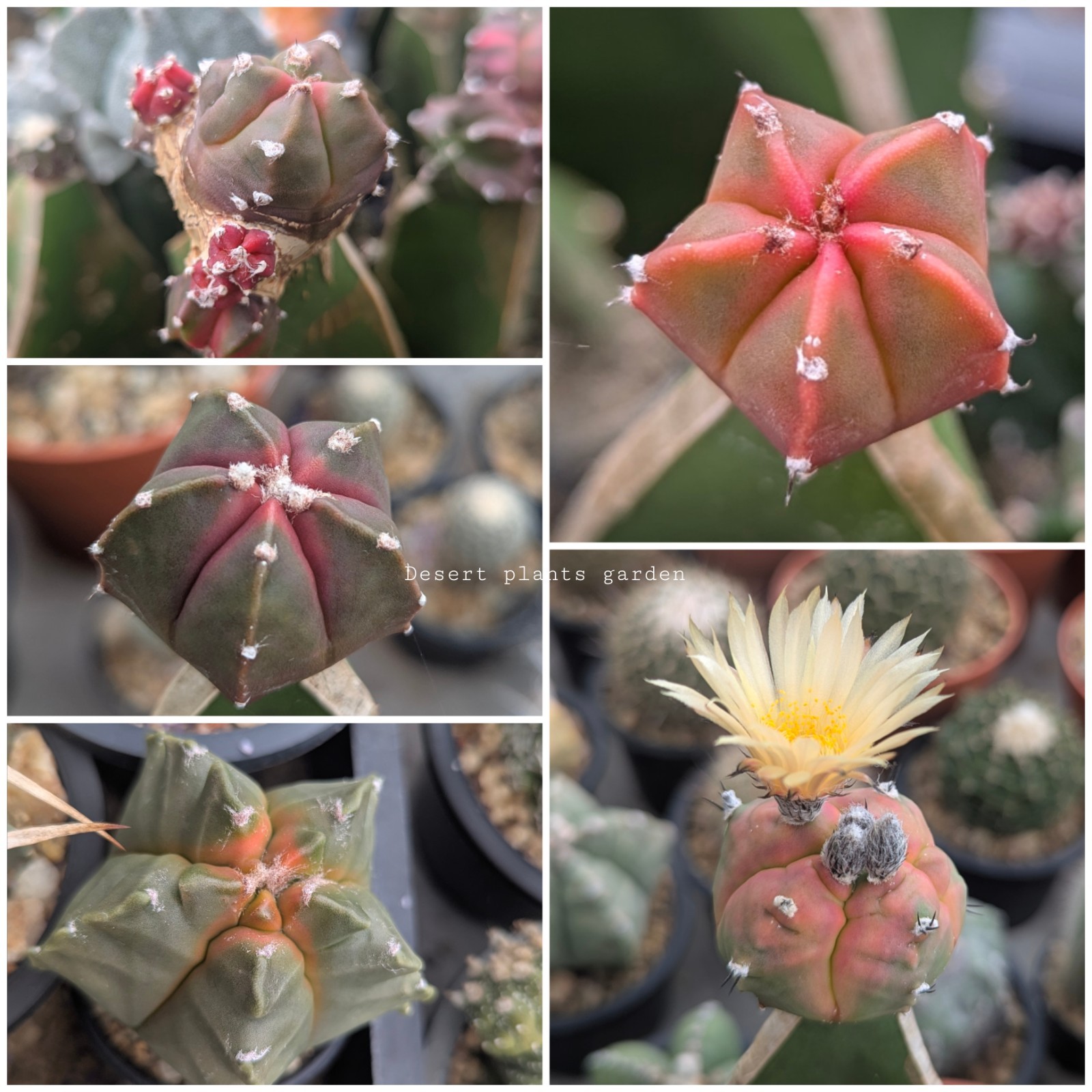 Astrophytum myriostigma kohyo 25Seeds