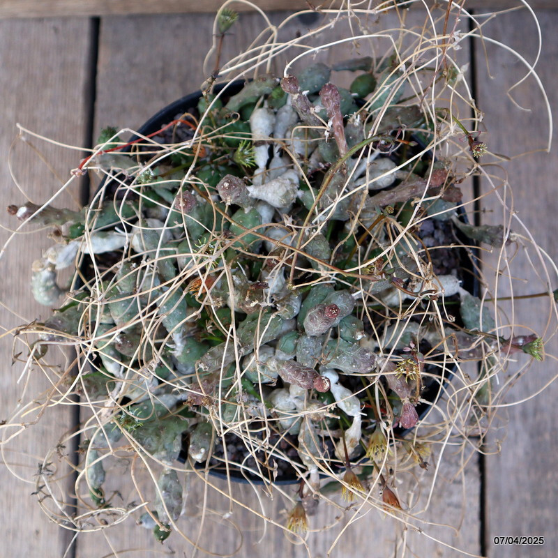 A7030 EUPHORBIA GLOBOSA VERY OLD pot18-H12-W22 cm MaMa Cactus