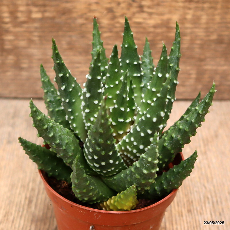 D4333 HAWORTHIA PUMILA pot8,5-H11-W11 cm MaMa Cactus