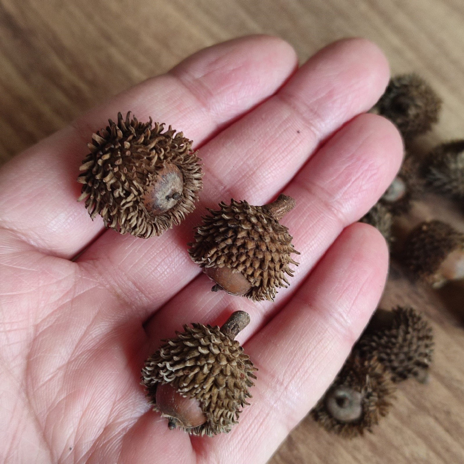 50 Pcs Real Dried Overcup Oak Acorns | Natural Cleaned and Baked Acorns