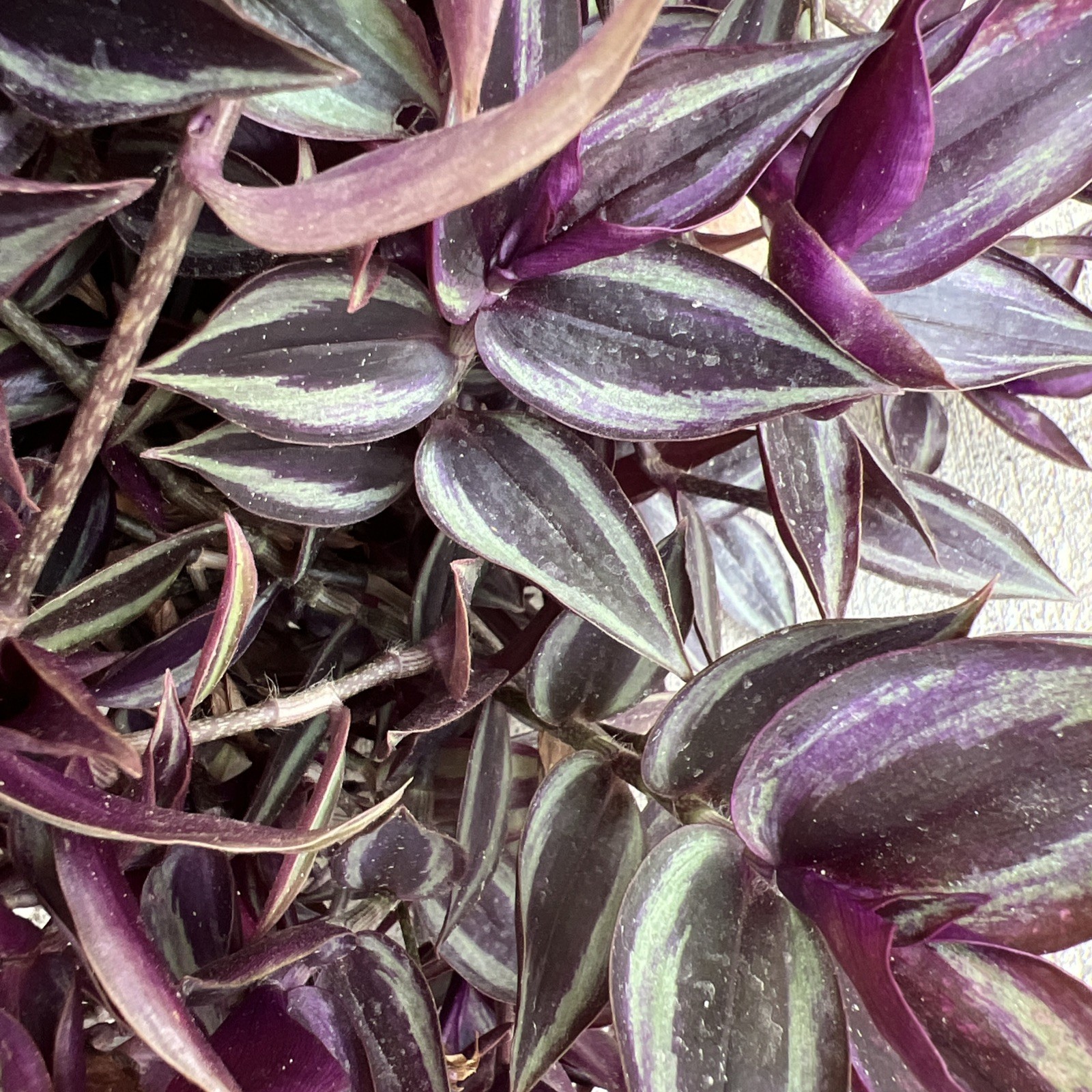 No Root Plant cuttings 13 Different Types Wandering Jew
