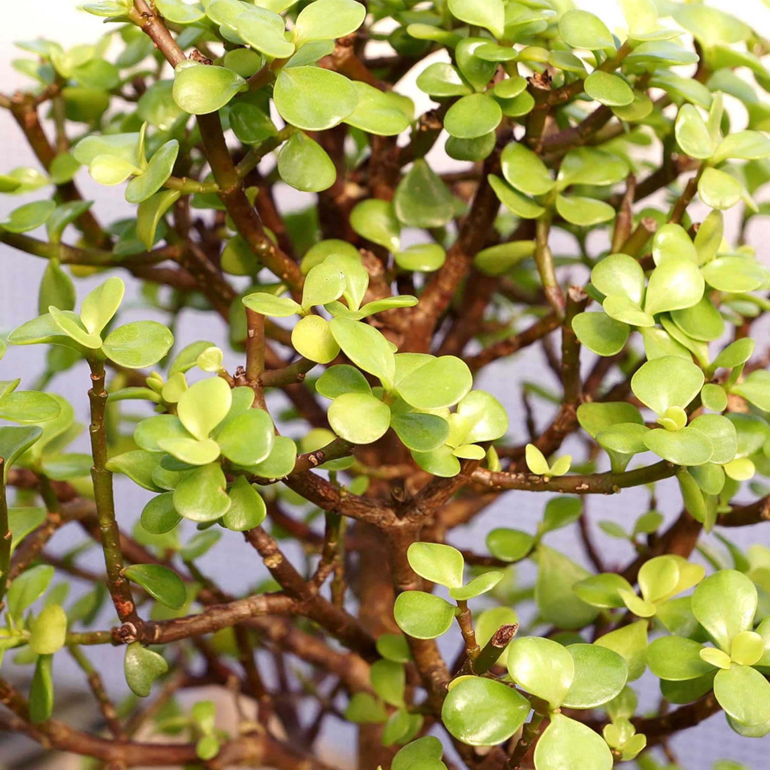 Brussel’s Bonsai Live Dwarf Jade Tree, Indoor – Small, 3 Green