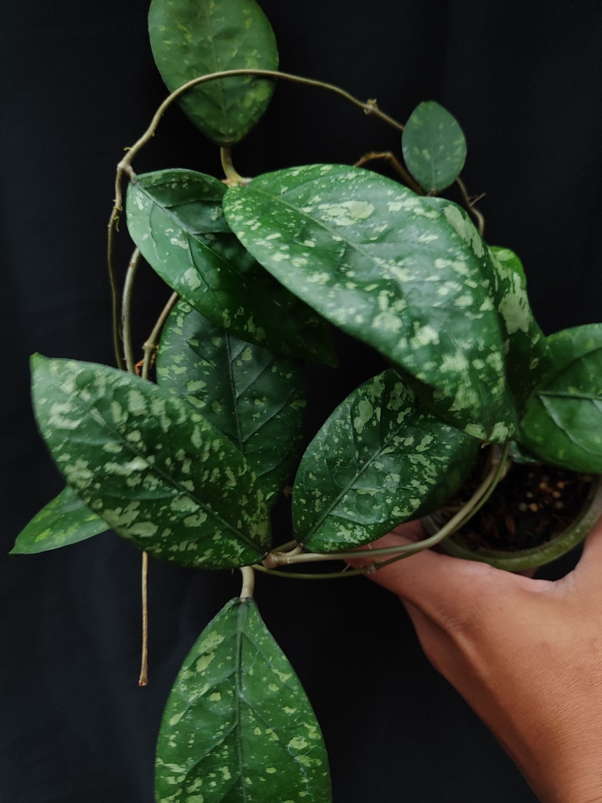 Hoya Sp Aceh Splash Rare Tropical Indor Outdor Wax Plant
