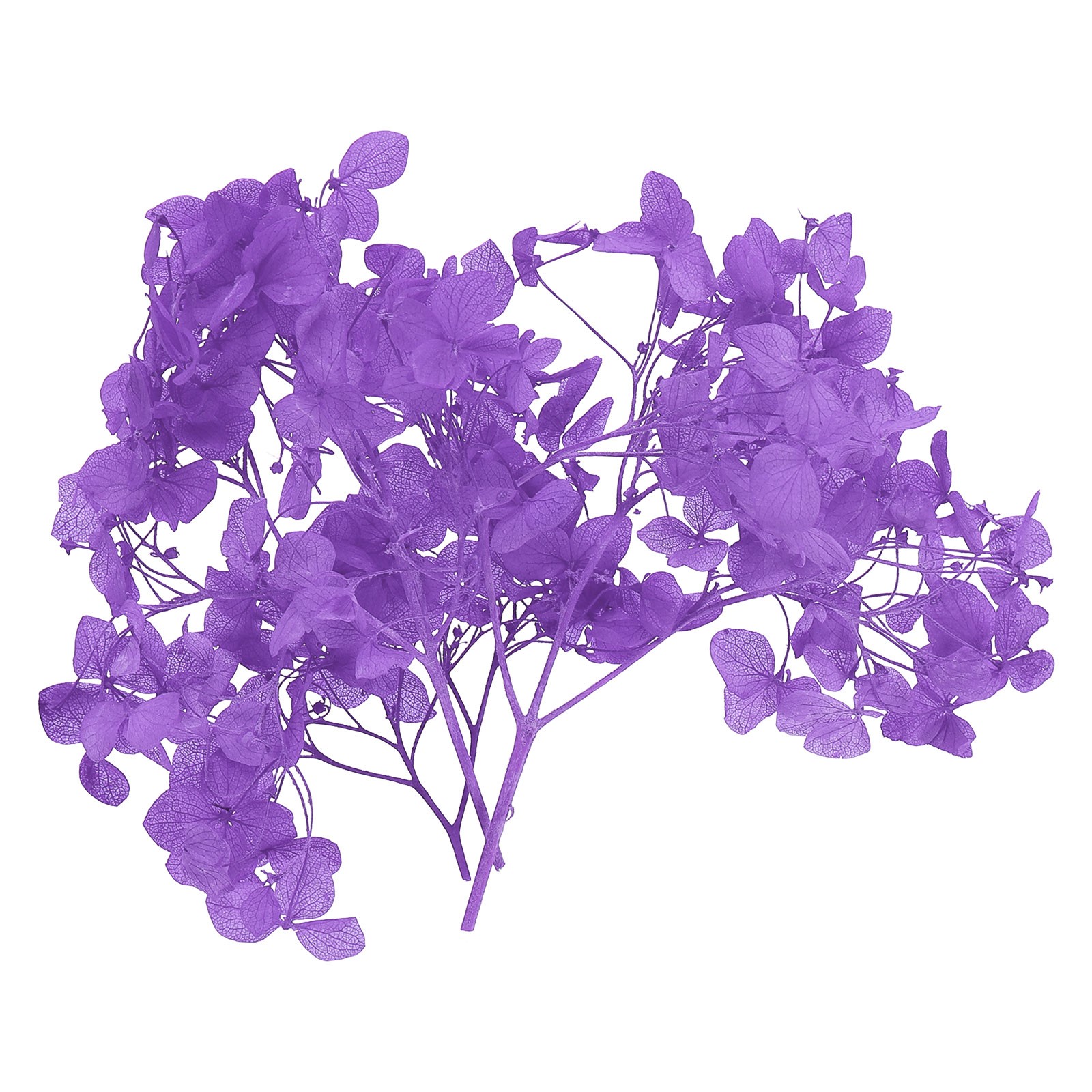 10g Mini Dried Hydrangea Flower Natural Pressed Flower Real Hydrangeas Purple