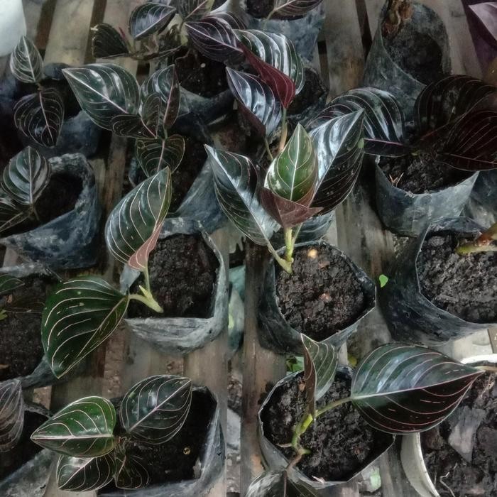 Real Picture Aglaonema Rotundum Aceh Beautiful Rare Plant