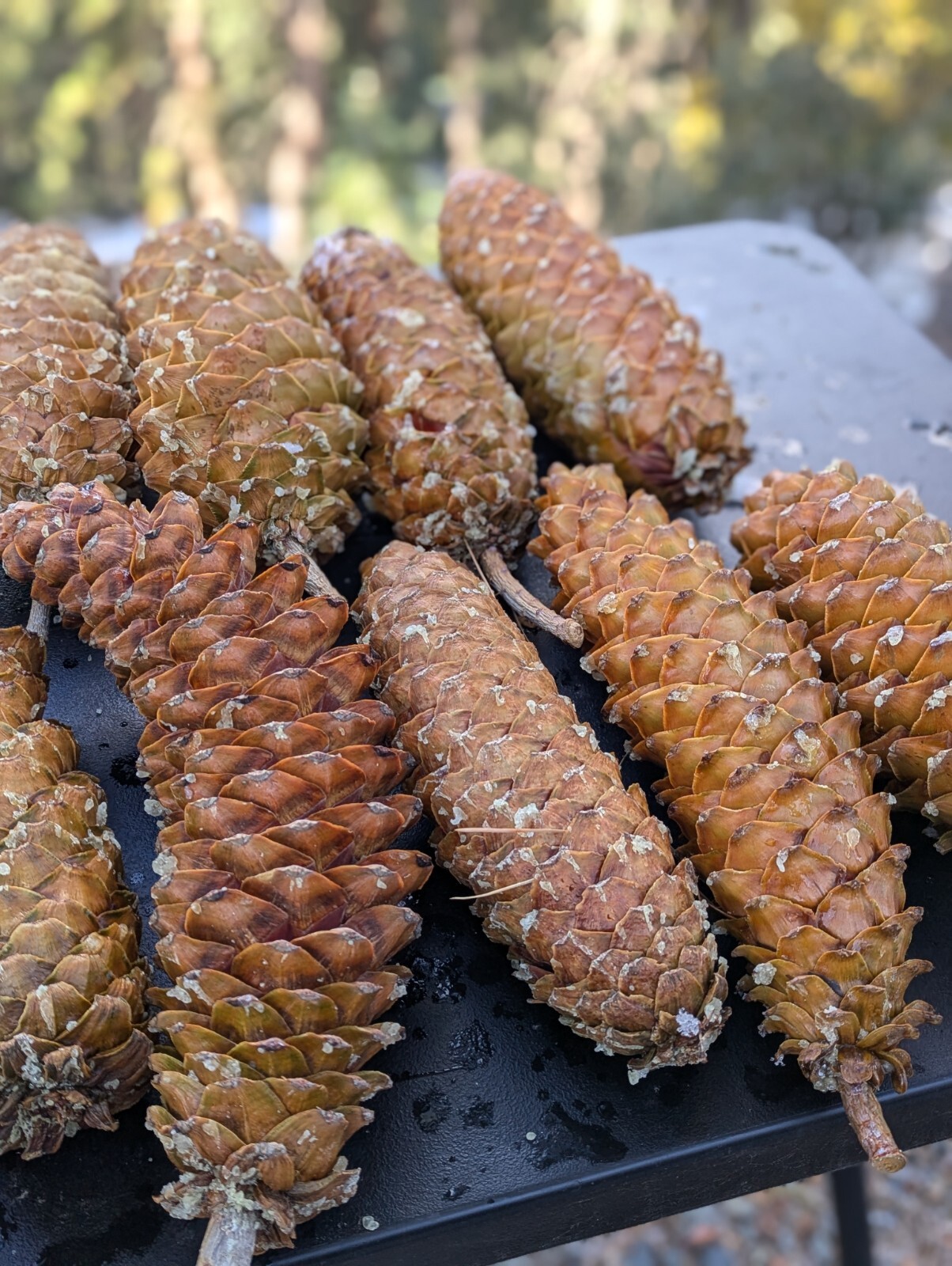 Beautiful, Foraged Sugar Pinecones, 10″ -22″