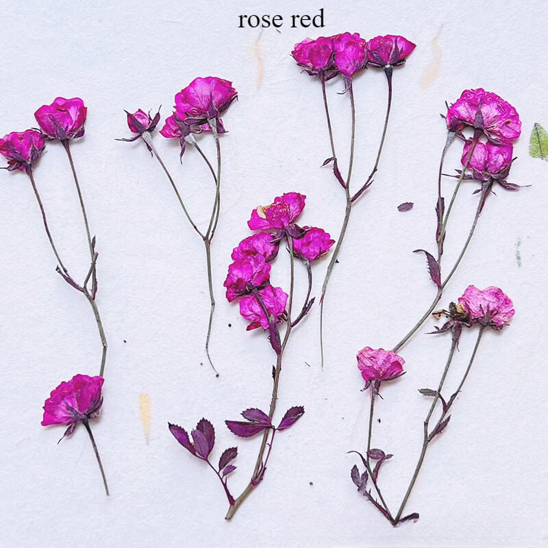 12pcs Handmade Dried Rose with Many Buds Natural Flower Specimen Plant Materials